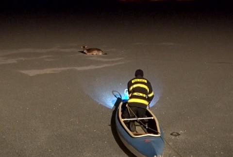 Kuriózna záchranná akcia. Hasiči bojovali o život srnky, pod ktorou sa rýchlo topil ľad