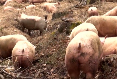 Kamión so stovkami prasiat skončil v priekope. Miestni ich museli naháňať po lese