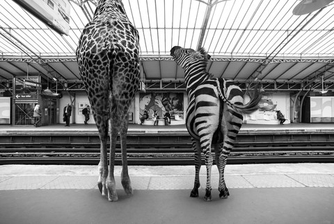 Žirafa a zebra čakajú na metro