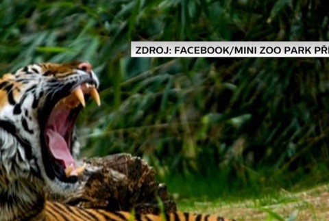 Na opitého muža zaútočil tiger.