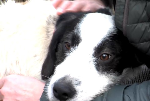 Psa chceli utopiť v potoku