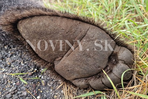 zrazený medveď Zvolen (3)