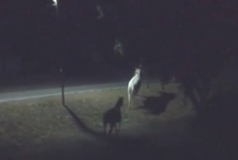 Kone za sebou prechádzajú cez cestu.