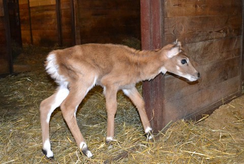 Mláďa antilopy ZOO bratislava 4