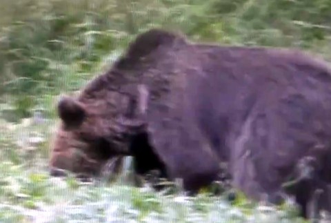 Ľudia majú obavy. Medvede sa už túlajú aj po okresoch, kde predtým neboli