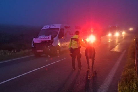 Kuriózna zrážka so zverou na Orave. Srna po nehode ostala na mieste 