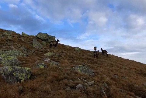 VN biely kamzík2160