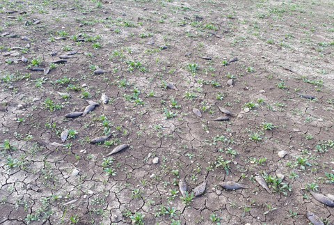 úhyn rýb, Silica, Rožňava