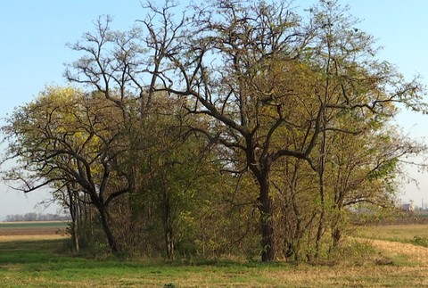 Výrub stromov v chránenom území