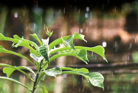 Rastlina v daždi