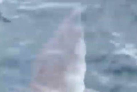 VIDEO: V Chorvátsku sa objavil nebezpečný žralok Mako