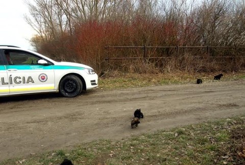 Pri Gabčíkove niekto vyhodil šteniatka k Dunaju, život im zachránila polícia