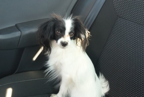 Pátranie po Benkovi. Majiteľka ponúka odmenu 5000 eur 