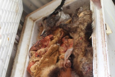 Razia v Prahe proti nelegálnemu obchodovaniu s tigrami