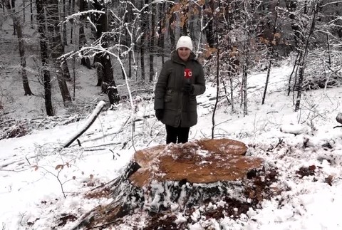 V okolí hlavného mesta miznú stromy. Obyvatelia tak prichádzajú o rekreačné zóny