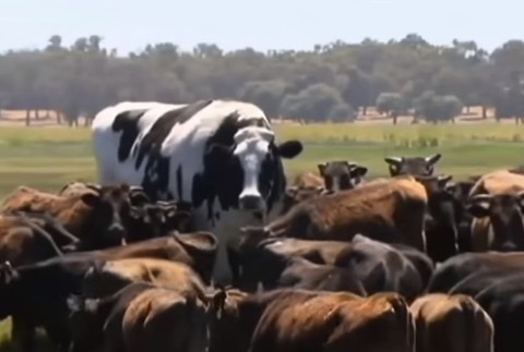 Sociálnou sieťou valcuje súťaž býkov. Toto je Knickers