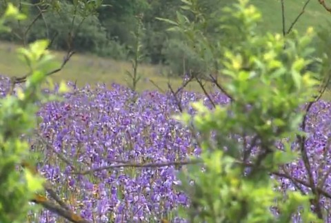 Pre krásu ničia krásu. Trhanie vzácnych kosatcov je trestne, varujú ochranári