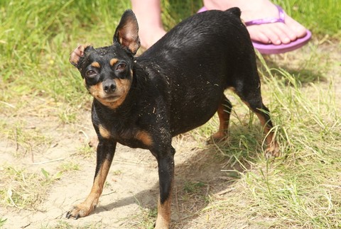 Stratená fenka ratlíka Lili