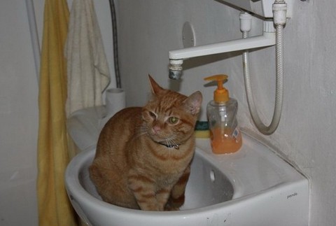 Ryšavý Riško zo SNV