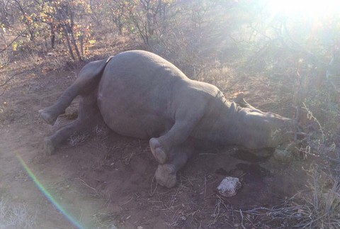 Pytliaci, nosorožec