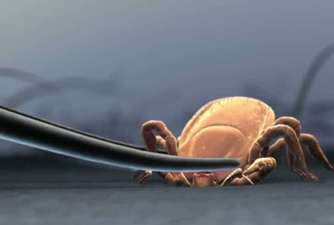 Nebezpečný kliešť na koži? Takto s ním zatočíte!