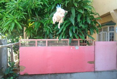 Šteniatko zavesené na štipce, Filipíny