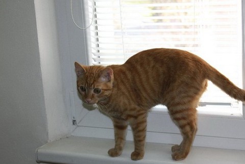 Ryšavý Riško zo SNV