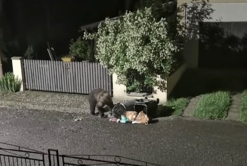 Mladý medveď navštevuje Liptov. Hoci ho špeciálne odplašia, on sa stále vracia