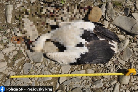 Ukameňovaný bocian 