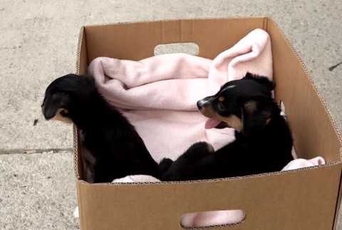 Vyhodené šteniatka2336