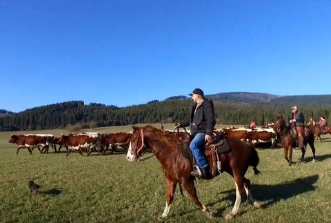 Slovenskí kovboji zháňajú kravy