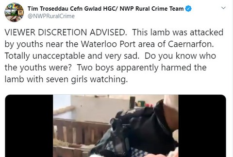 ovečke vypichli oči