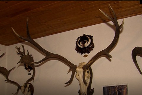 V lesoch sa objavujú zberači trofejí. Z jelenieho parožia si robia biznis