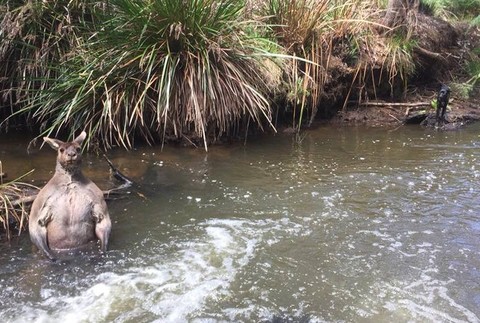 svalnatý klokan Austrália 2