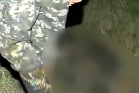 Vodič zmasakroval na ceste päť diviakov.