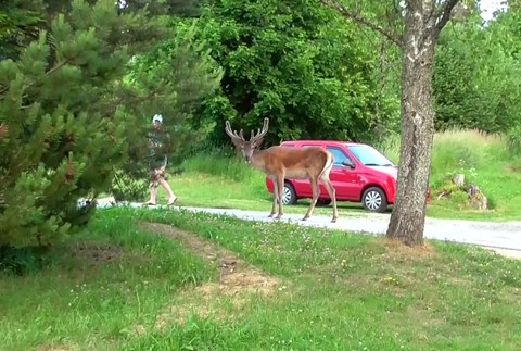 [multi] Jelen Karol 825