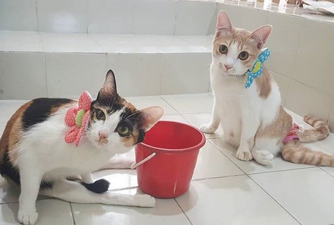 Kocúr Able bez nôh 6