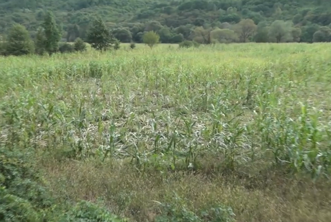 Zver ničí úrodu 2