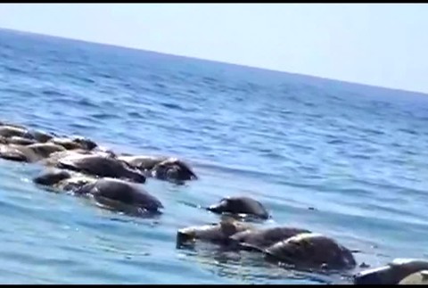 mrtve korytnačky v mori1026