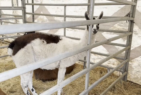 majitel cirkusu karantena