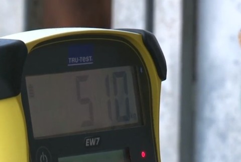 VIDEO: Na Oravu prišla jar. Vedia to aj kravy, ktoré radostne bučia na pastvinách