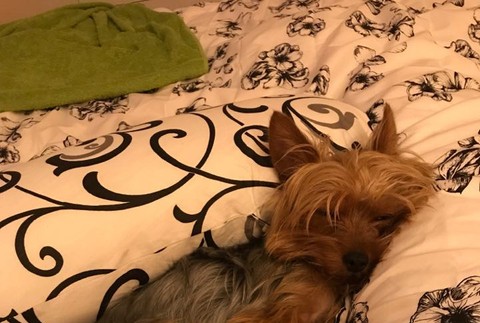 Charlie stratený Trnava 3