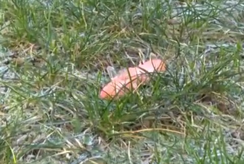 Párok so sklom ako návnada