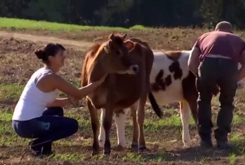 Kúpila dve jalovičky na mlieko a začala farmárčiť. Mária ani netušila akú drámu s nimi zažije