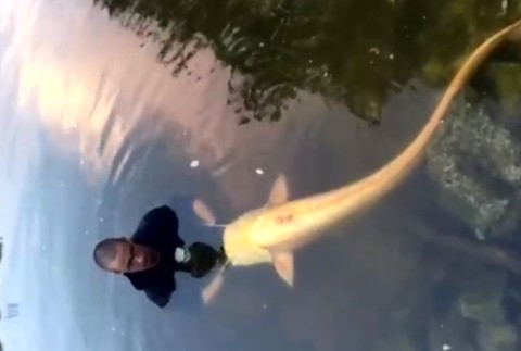 Na bratislavskej Železnej studienke vytiahol rybár takmer dvojmetrového sumca albína