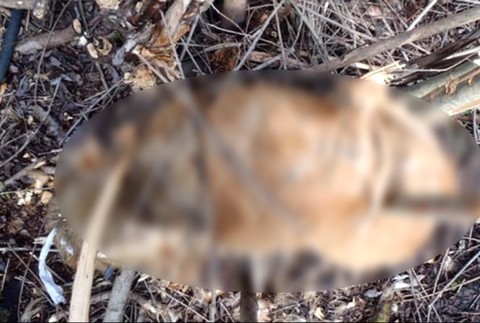 Mŕtvy psík, Závadka nad Hronom