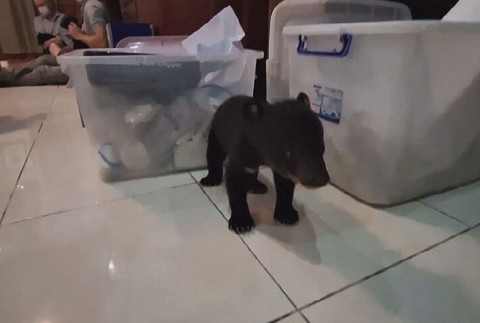 zachranene medvede (7)