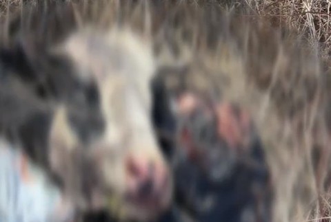 Zvyšky dobytka pohodené v kríkoch.