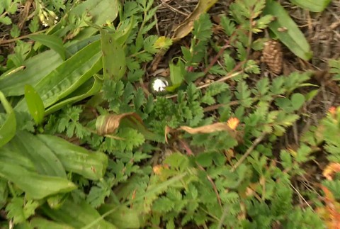 [multi] Útok na kostol 9069