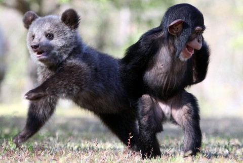 Mláďatá šimpanz grizly medveď medvedík priatelia safari park